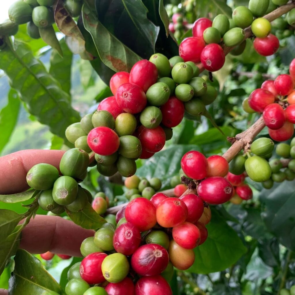 Café Bosque Alto