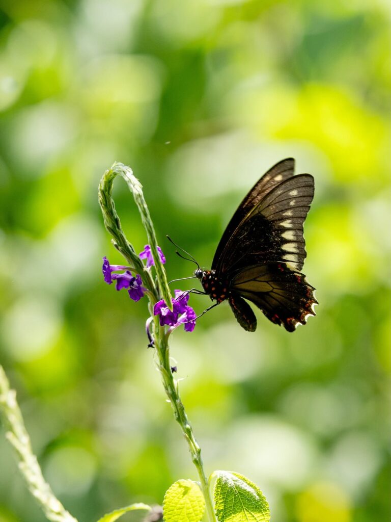 Mariposario y Restaurante My Time