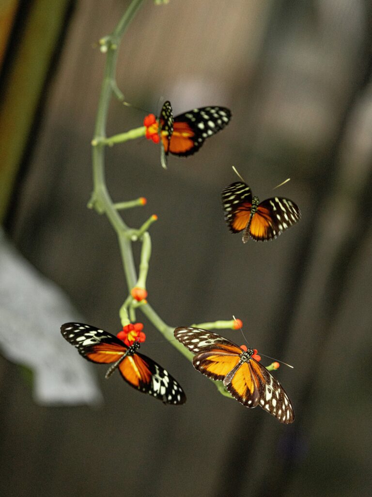 Mariposario y Restaurante My Time